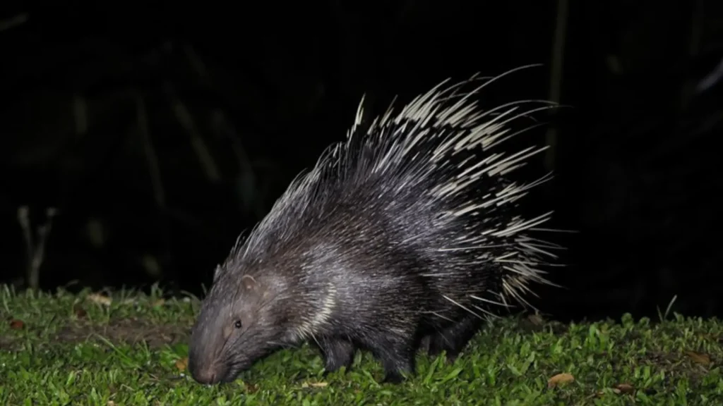 Porcupine Male Names