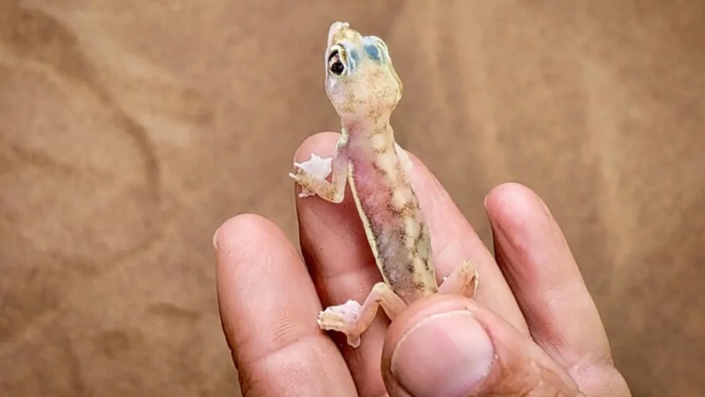 Baby Lizard Names