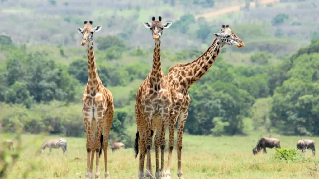 Badass Names for Giraffe