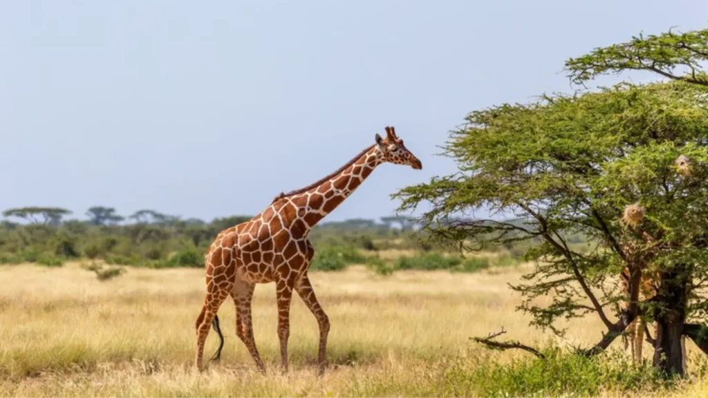 Cool Names for Giraffe