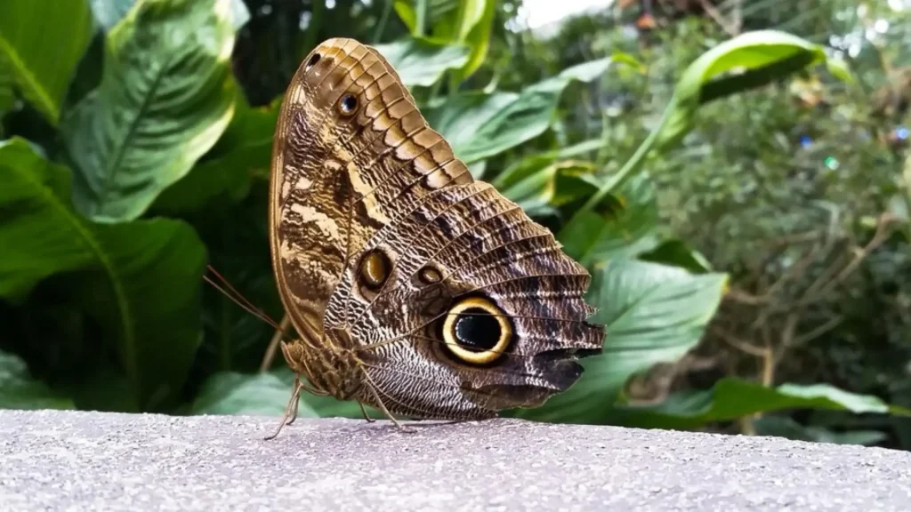 Cute Moth Names with Meanings