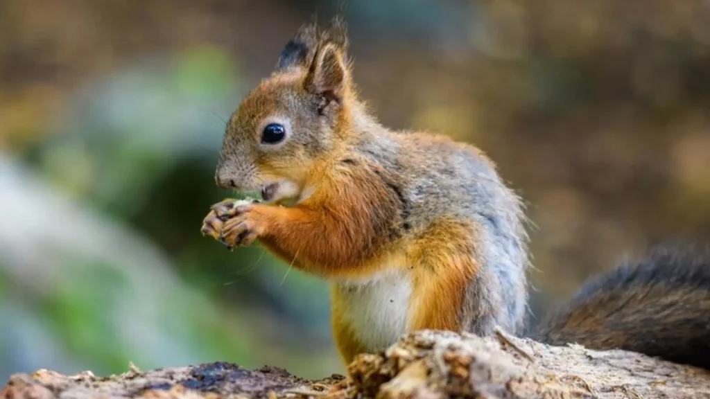 Cute Squirrel Names