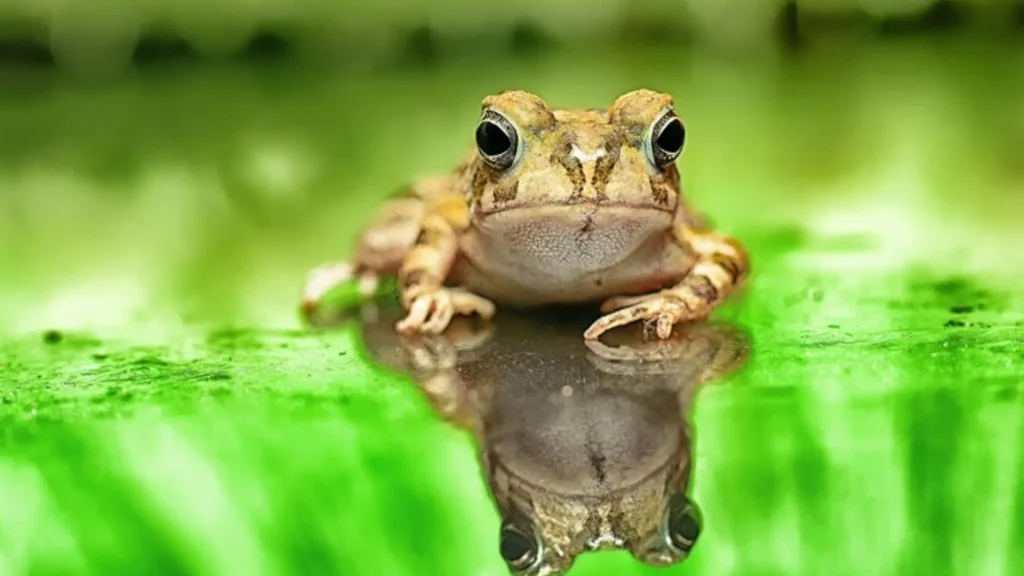 Female Frog Names