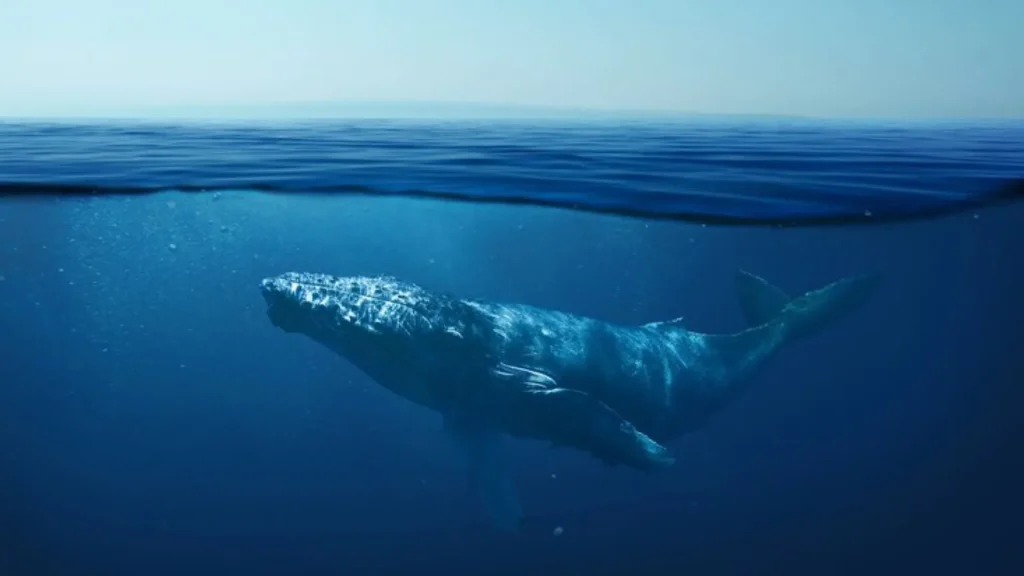 Female Whale Names
