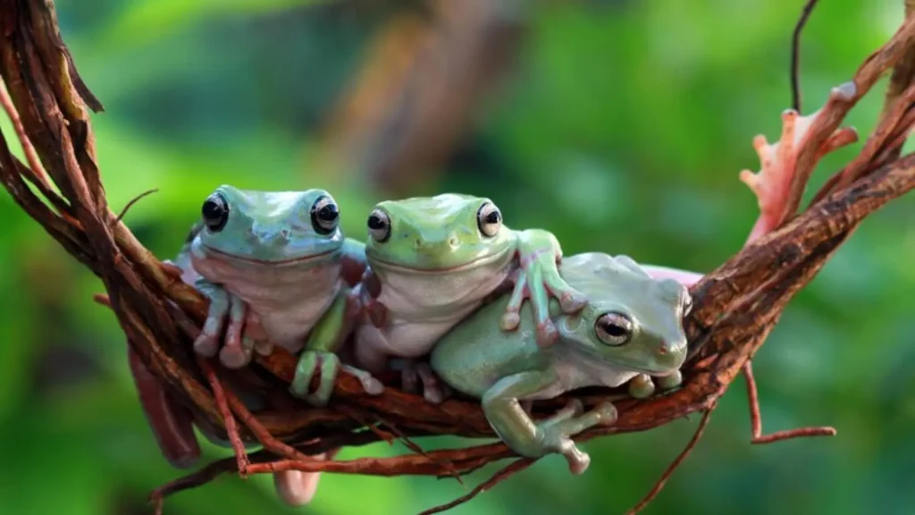 Frog Group Names