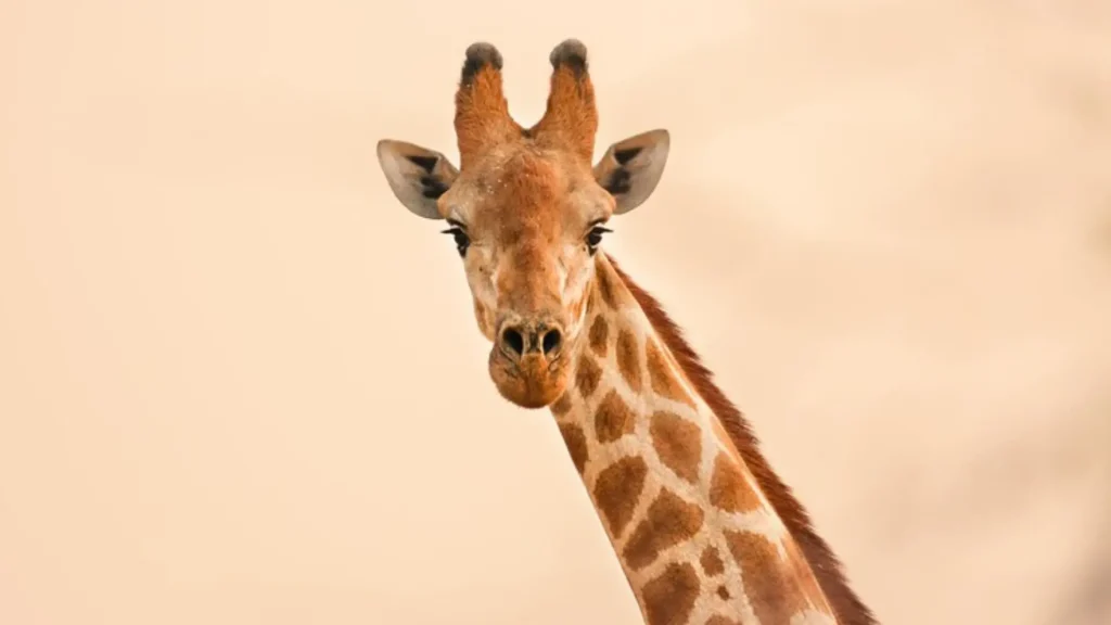Funny Giraffe Names