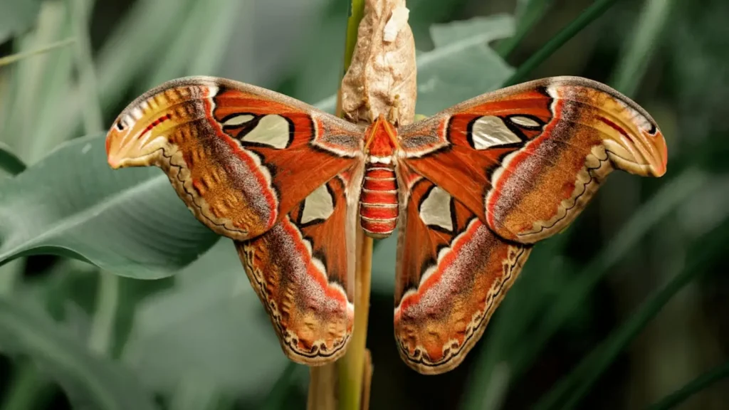 Funny Names for Moth with Meanings