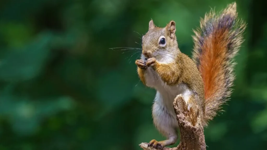 Funny Squirrel Names
