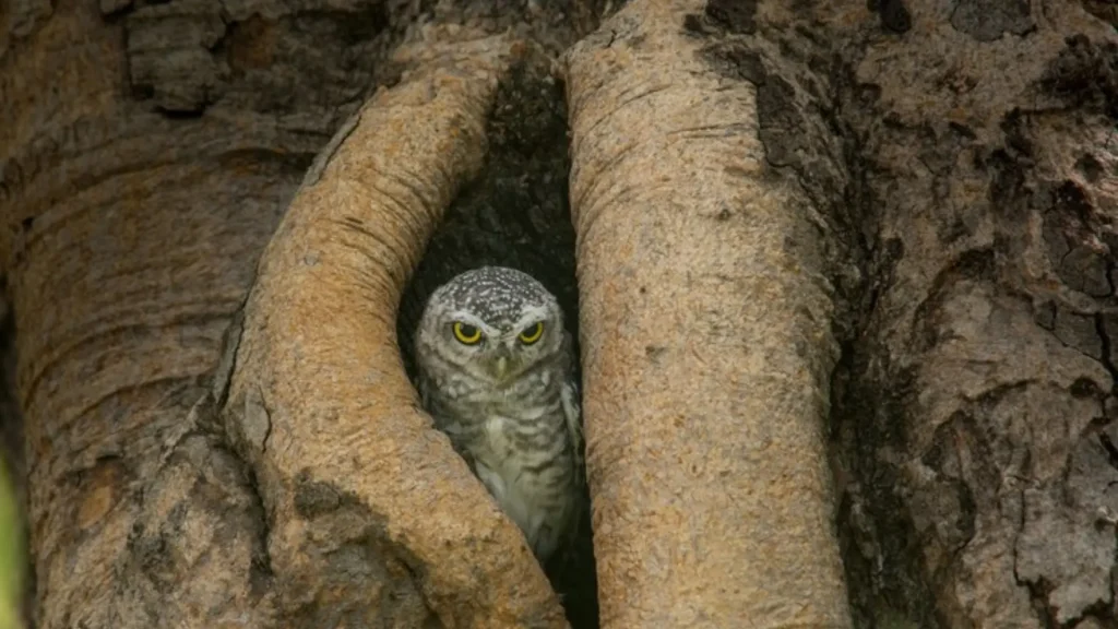 Good Owl Names