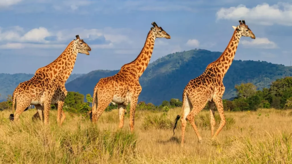 Male Giraffe Names