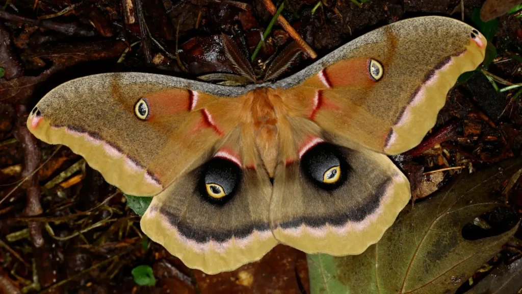 Male Moth Names with Meanings