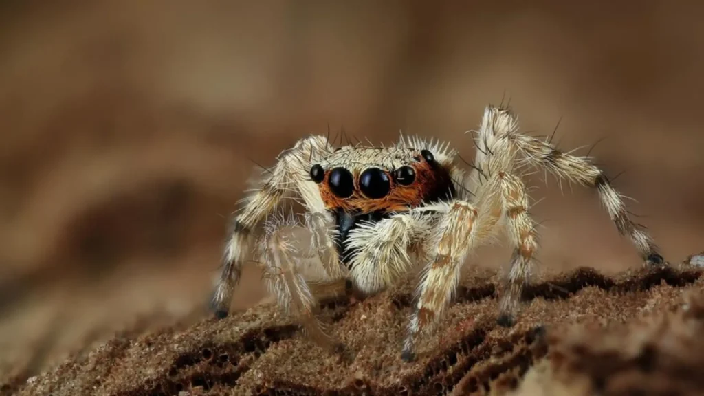 Baby Spider Names