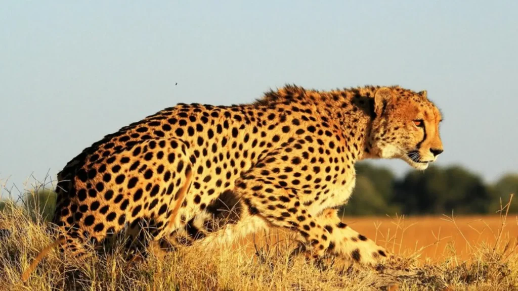 Badass Names for Cheetahs