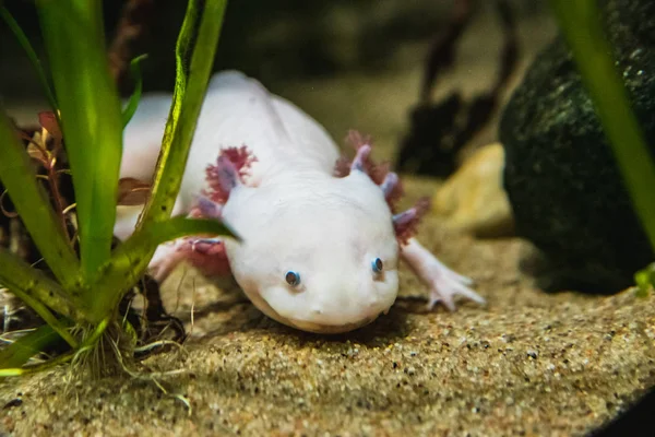 Cool Axolotl relaxing