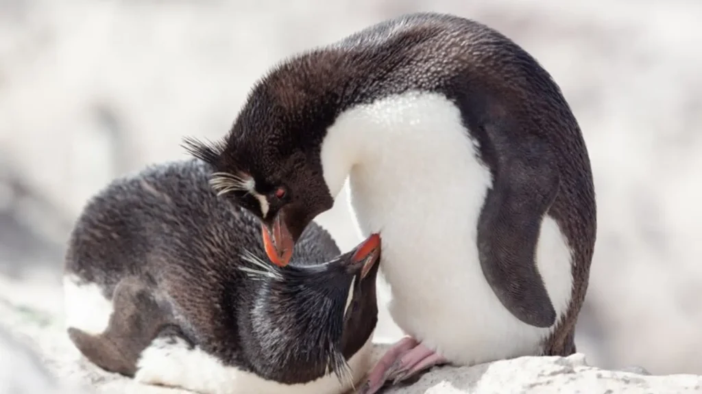 Cool Penguin Names