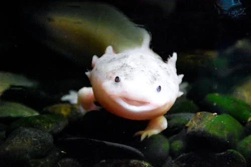 Cute Axolotl smiling