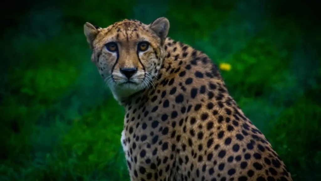Cute Names for Cheetahs