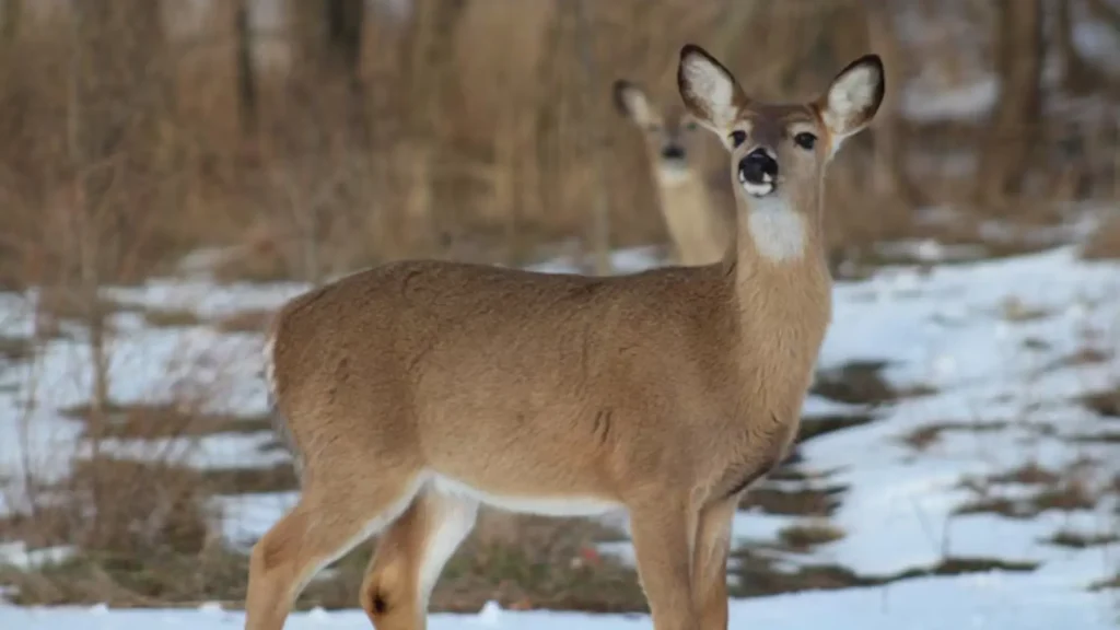 Cute Names for Deer
