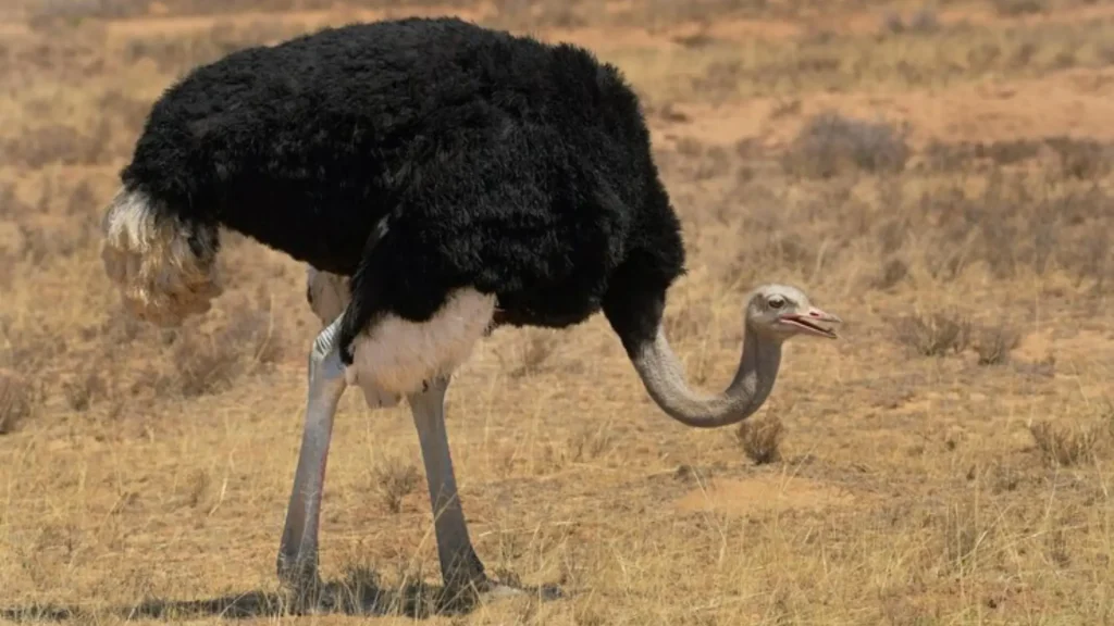 Cute Names for Ostrich