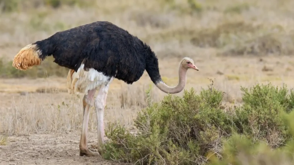 Famous Ostrich Names