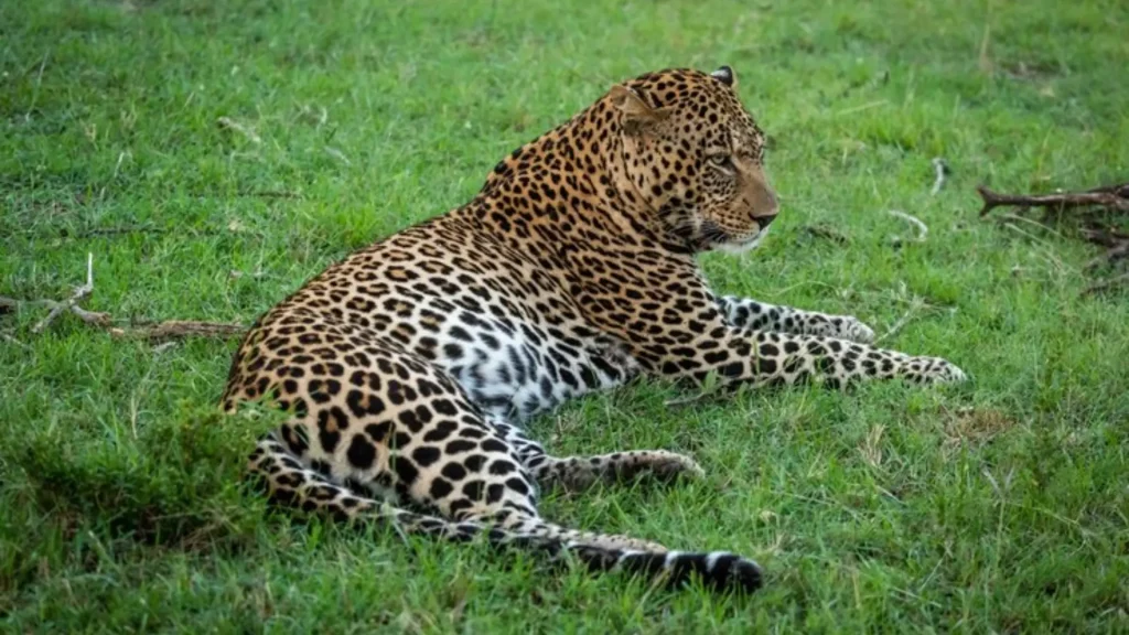 Funny Cheetah Names