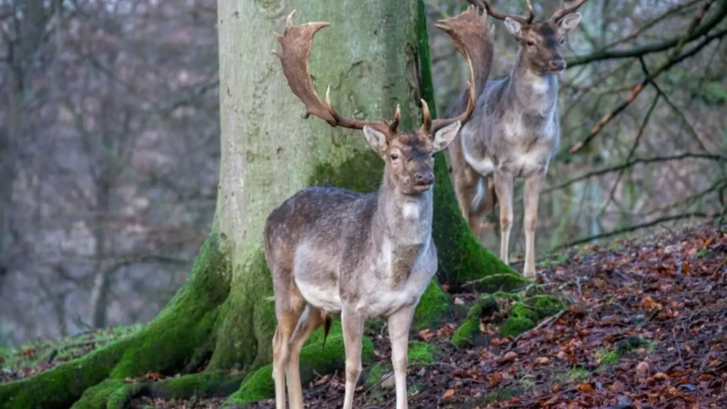 Funny Deer Names (1)