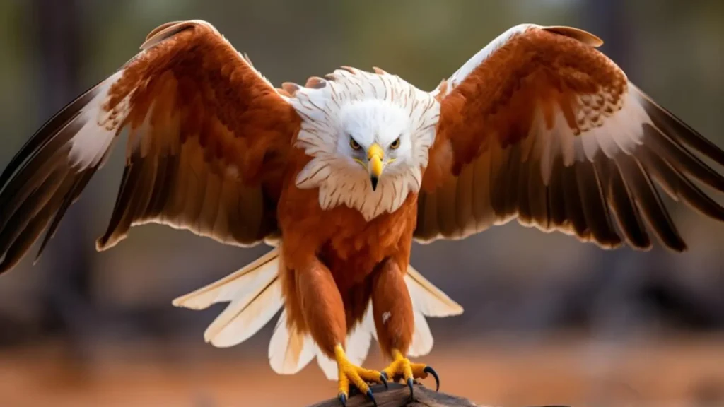Male Eagle Names