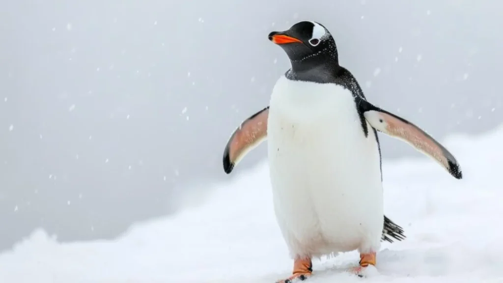 Male Penguin Names