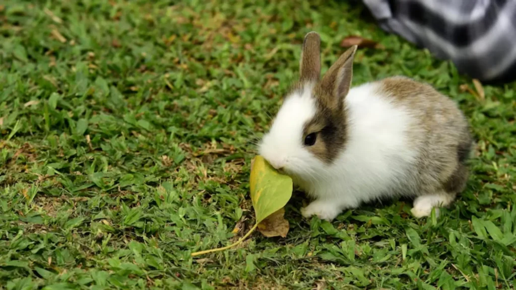 Male Rabbit Names