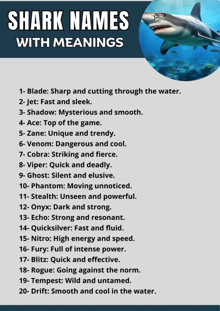 Shark Names with Meanings  infographic