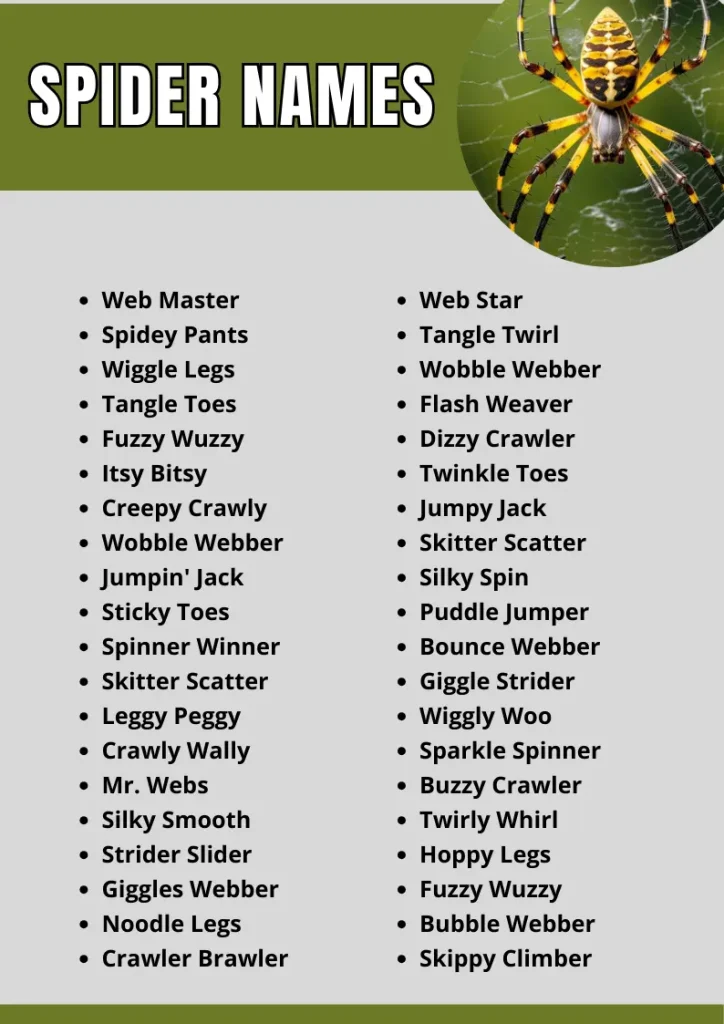 Spider Names  infographic