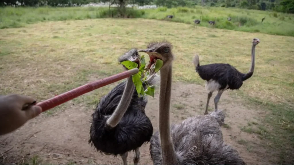Unique Names for Ostrich