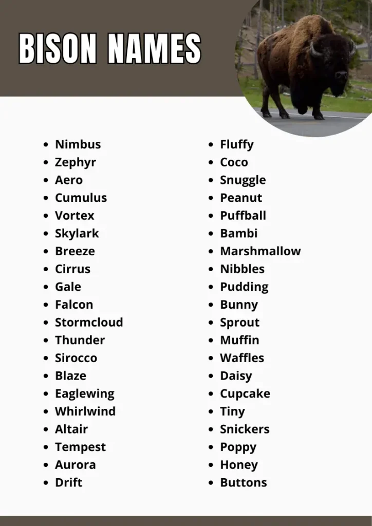 Bison Names infograpic