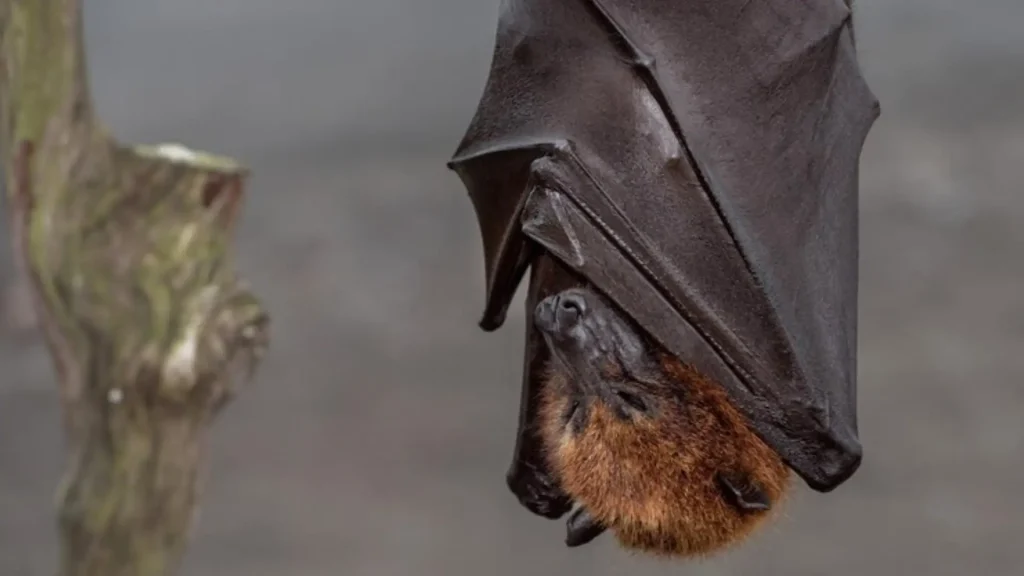 Cool Names for Bats