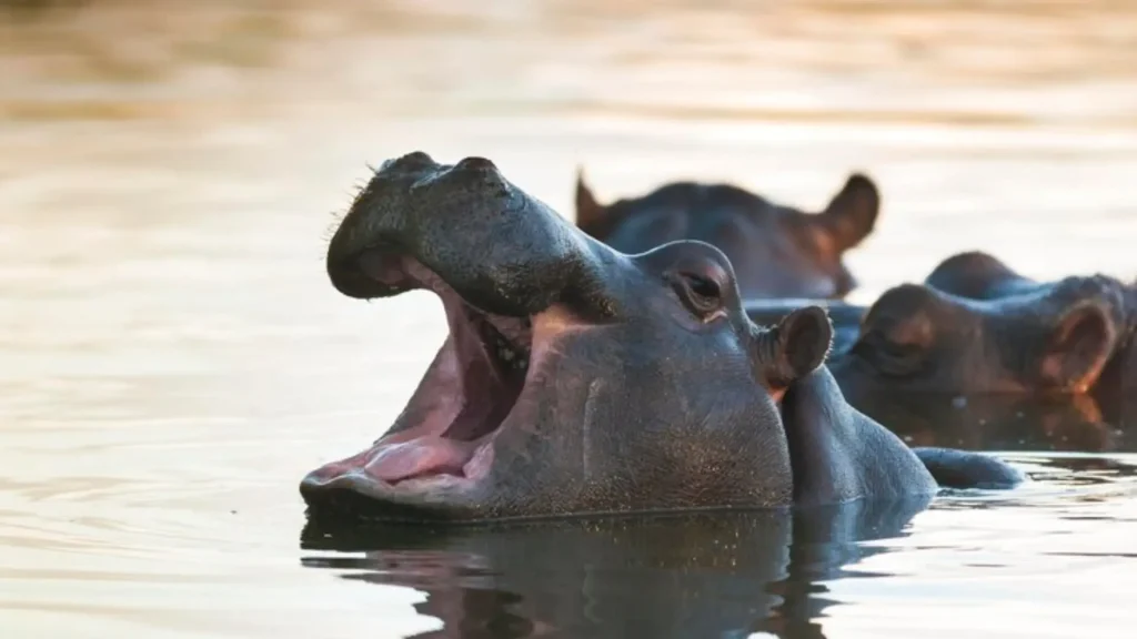 Cool Names for Hippos