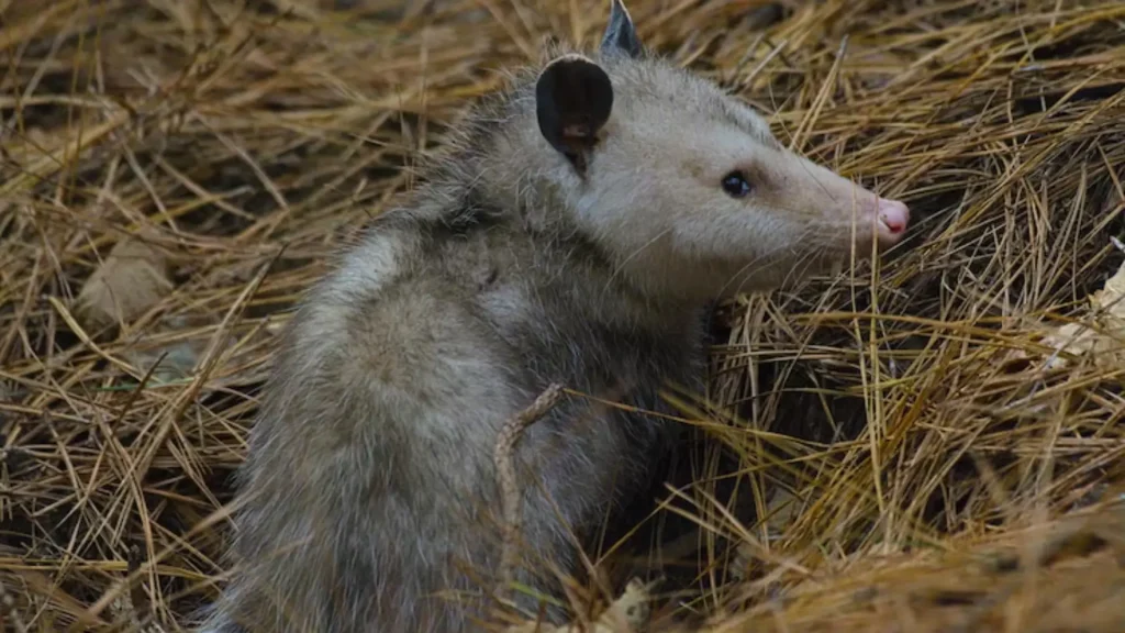 Cool Names for Opossums