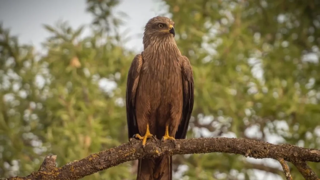 Cute Falcon Names