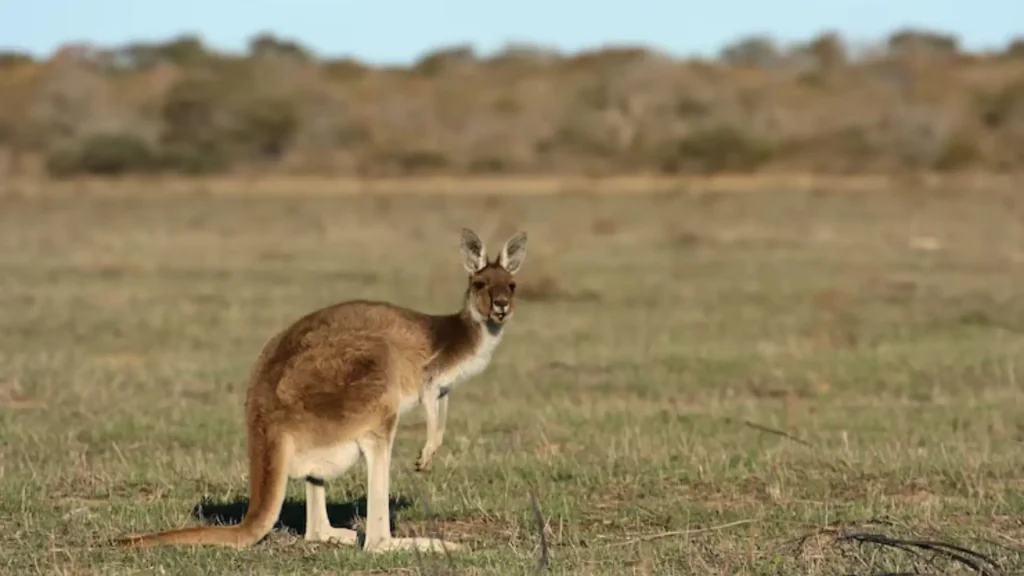 Cute Kangaroo Names