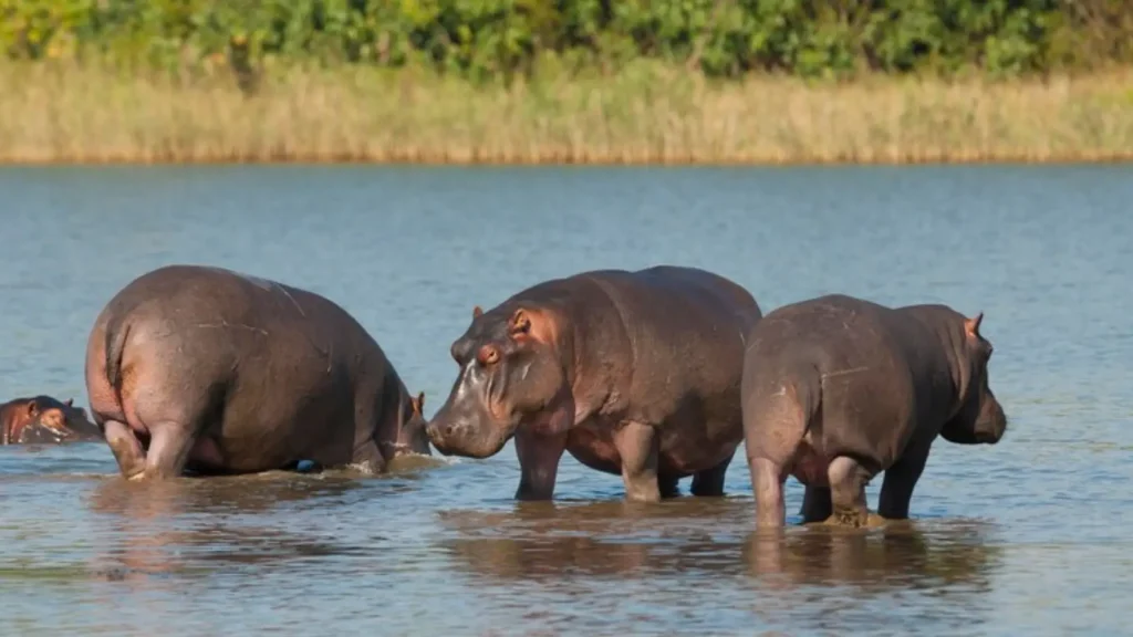 Cute Names for Hippos