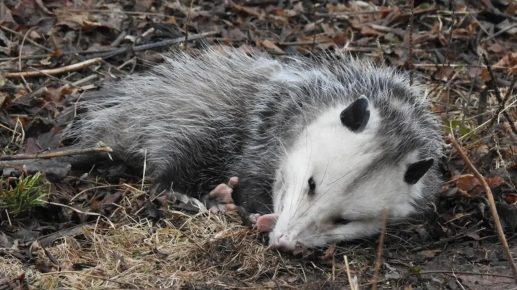 Cute Names for Opossum