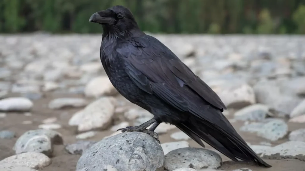 Cute Names for Ravens