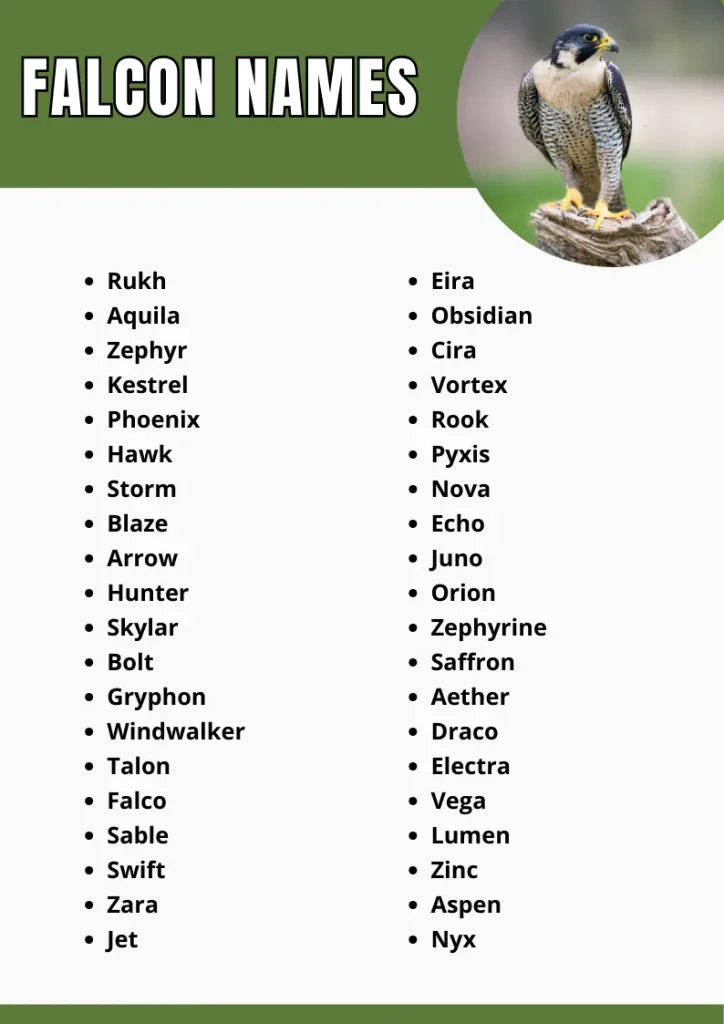 Falcon Names infograpic