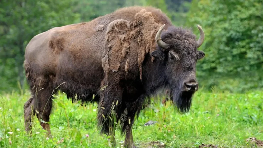 Famous Bison Names