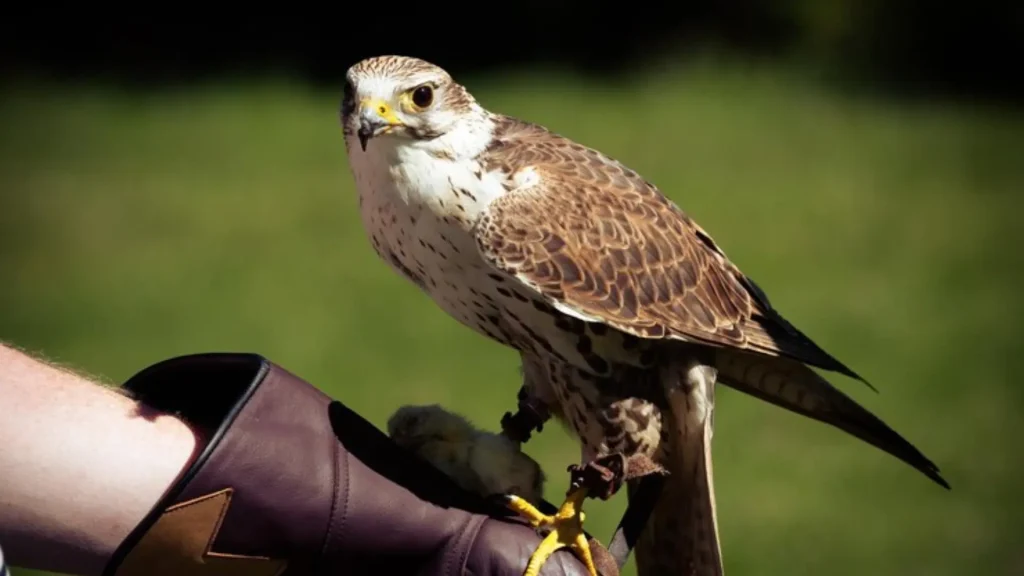 Famous Falcon Names