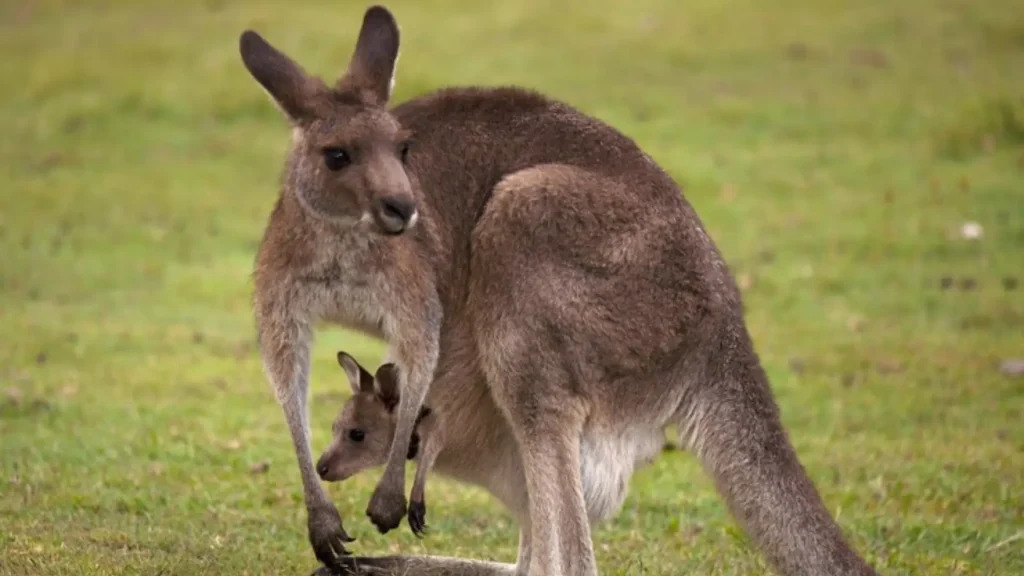 Famous Kangaroo Names