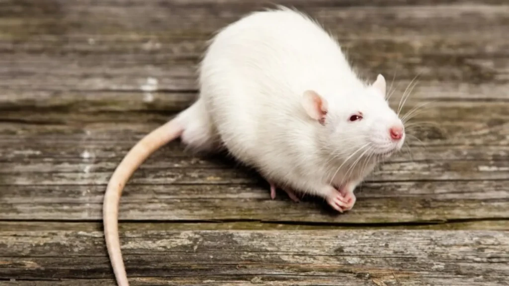 Famous Mouse Names