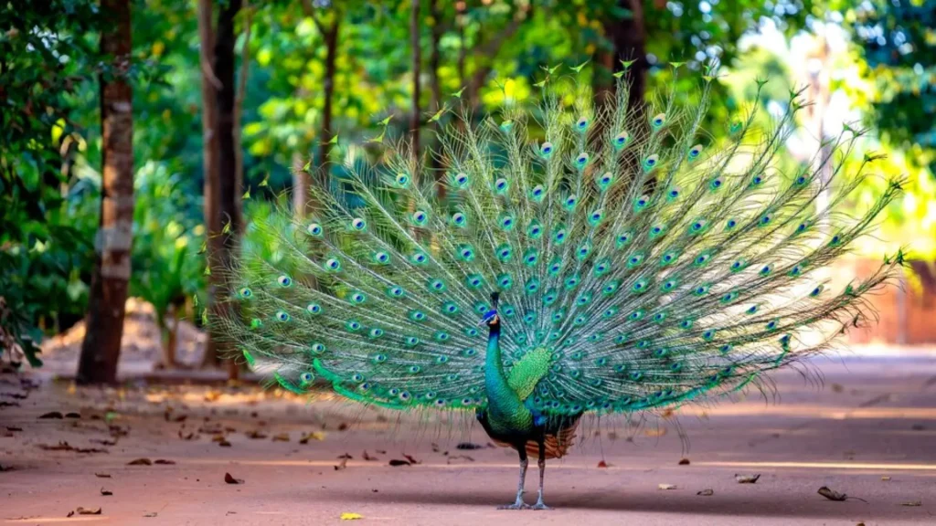 Famous Peacock Names