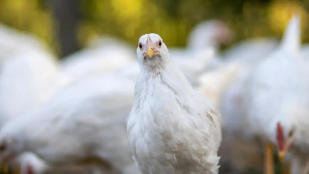 Female Chicken Names