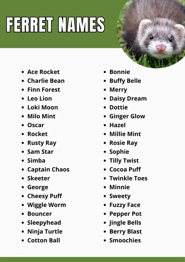 Ferret Names infograpic