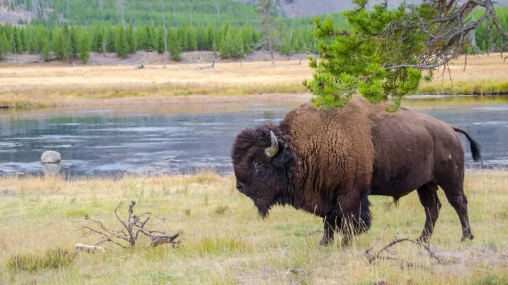 Funny Bison Names